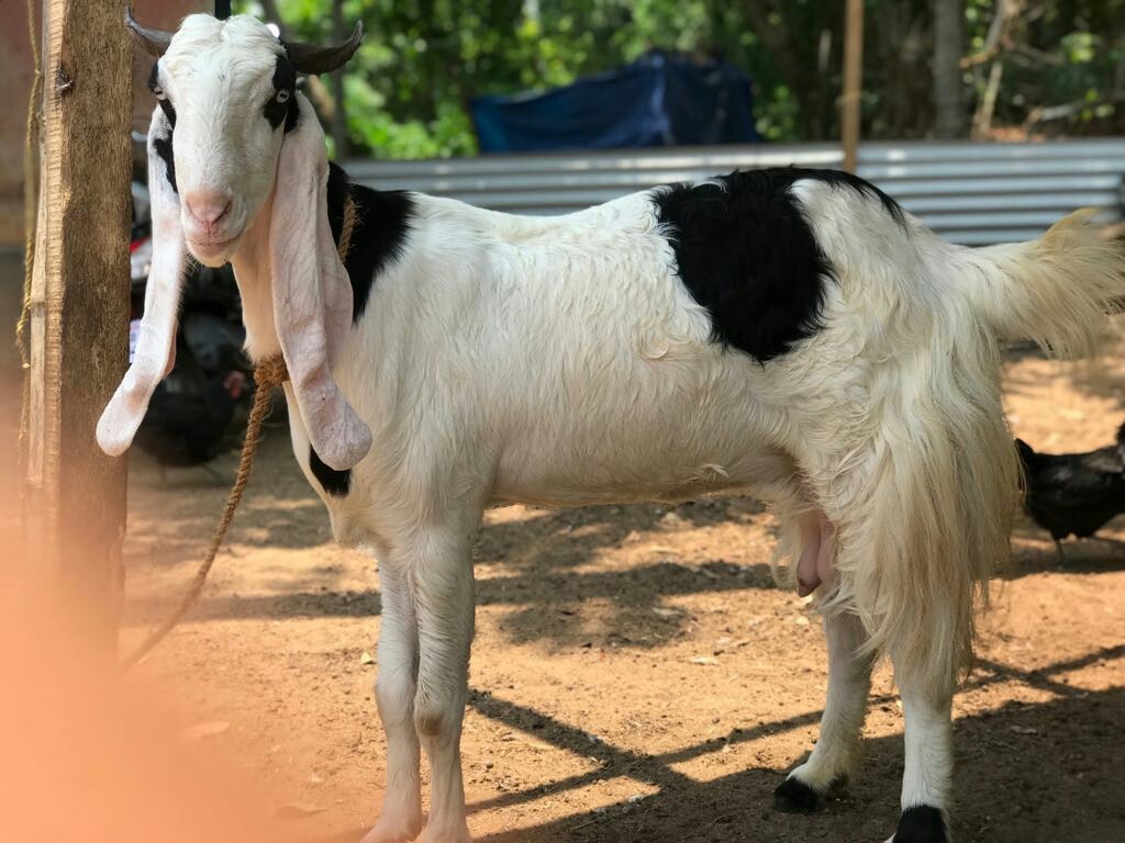 Jamnapari Goat